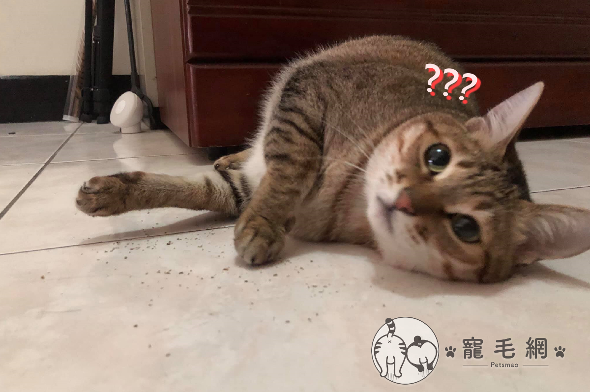 ▲貓養六年後被醫院告知牠今年只有一歲！？（圖／網友Hui-Ling Li授權提供）