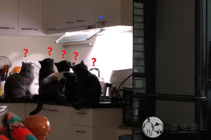 ▲邱小姐家的五隻貓咪聚集在廚房看燈光（圖／網友邱婷婷授權提供）