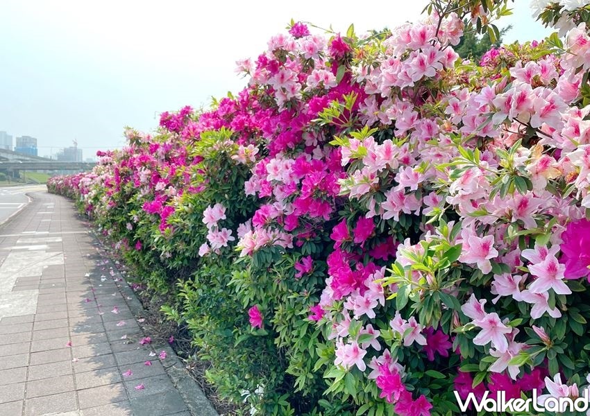 ▲新北高灘處悉心照料的三重「荷花公園」，在春暖花開的季節中開滿一整面「杜鵑花牆」。(圖/Taipei Walker提供)