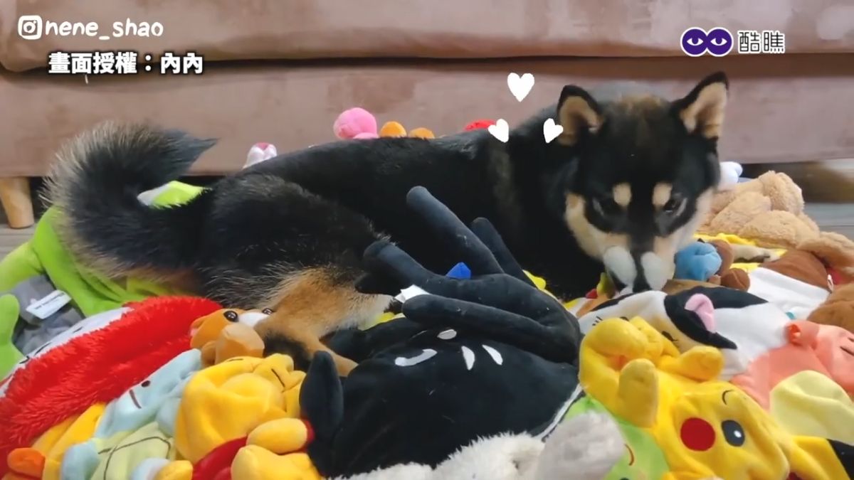 ▲ 100隻娃娃製作超大狗床，黑柴主子爽躺超療癒。（圖／內內 授權）