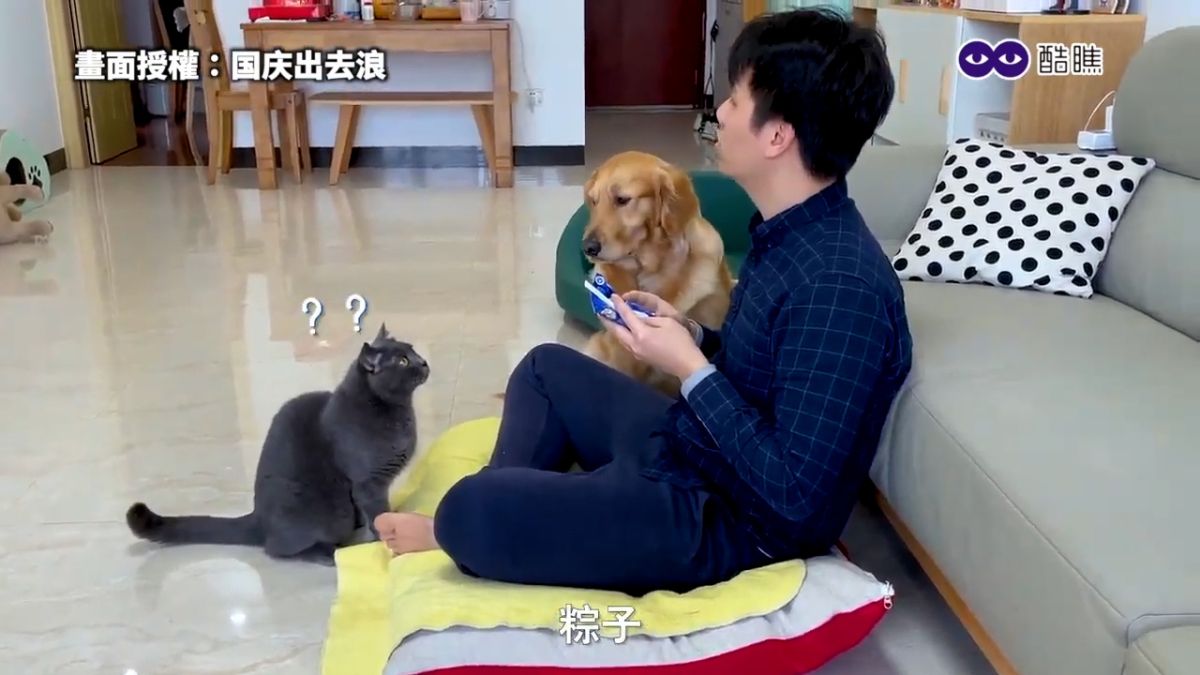 ▲ 鏟屎官裝作看不見毛小孩，貓狗反應萌翻網友。（圖／国庆出去浪 授權）  