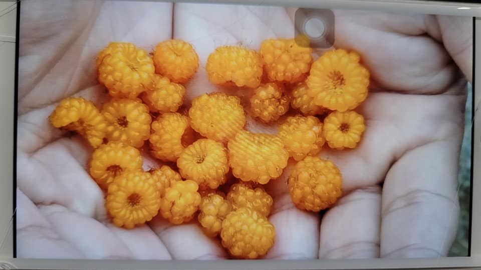 ▲有網友在合歡山發現奇特果實，並好奇果實的真實身分。（圖／翻攝自《爆廢1公社》 ） 