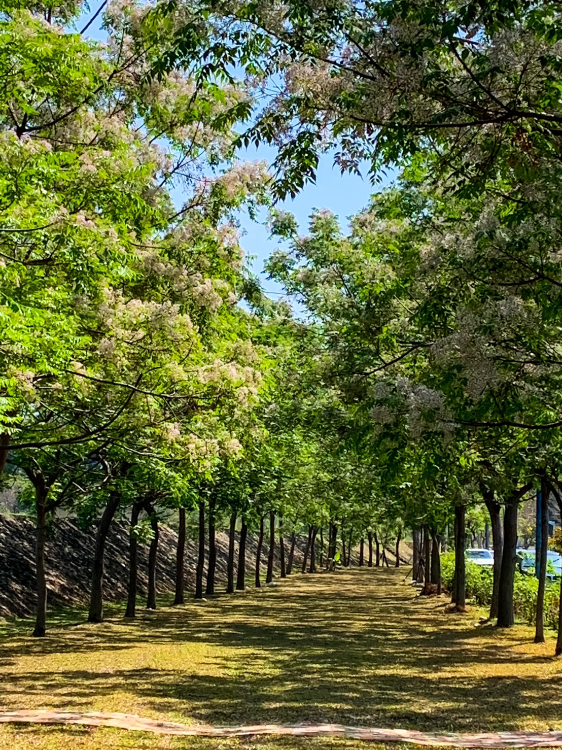 ▲中市府建設局推出「苦楝賞樹地圖懶人包」，一睹苦楝美景快速查詢觀賞地點(圖／建設局提供2021.4.3)