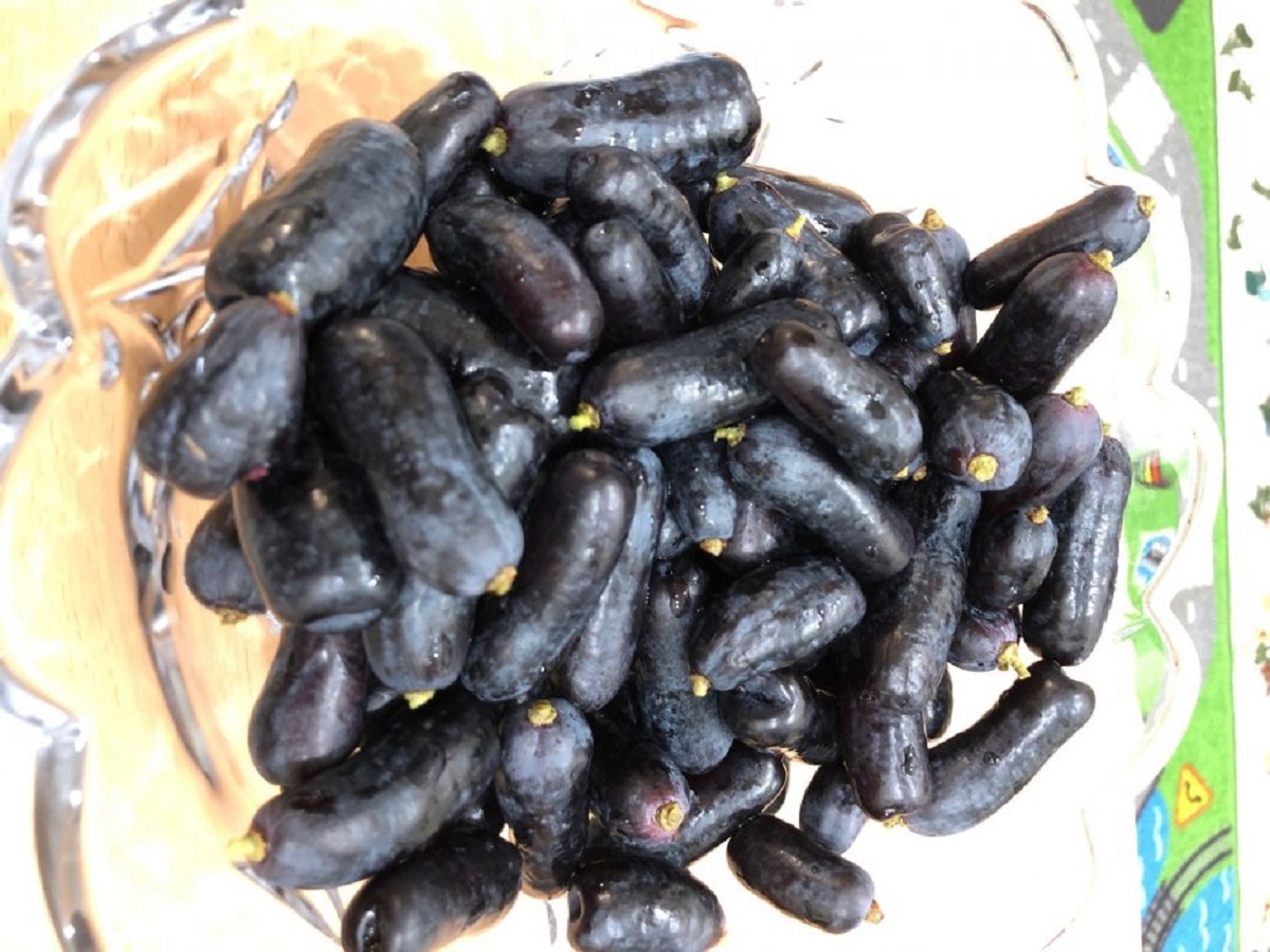 ▲有網友分享一款「異形葡萄」，結果內行一看秒解是「月亮葡萄（手指葡萄）」，大讚「爽脆多汁又超甜！」（圖／翻攝自Dcard）