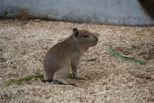 ▲水豚寶寶乍看很像成年天竺鼠，保育員於是將牠命名為「車車」（圖／Taipei