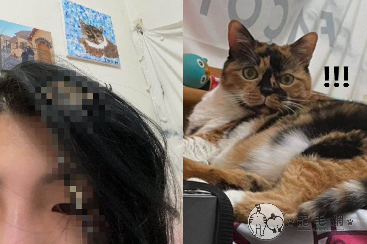 ▲貓咪「馬尼」半夜吐在鄭小姐的頭上害她驚醒（圖／網友鄭婷予授權提供）