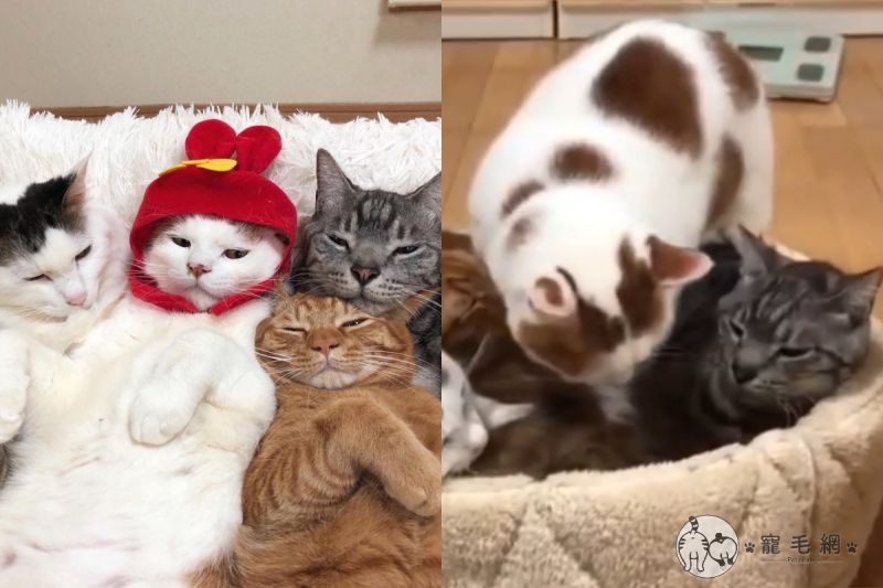 ▲日本網友驚見睡窩客滿狀態，這時還有一隻胖貓想躺上去！（圖／IG @kibimomo授權）