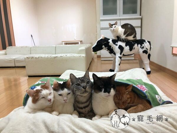 ▲日本網友家的貓咪排排睡（圖／IG