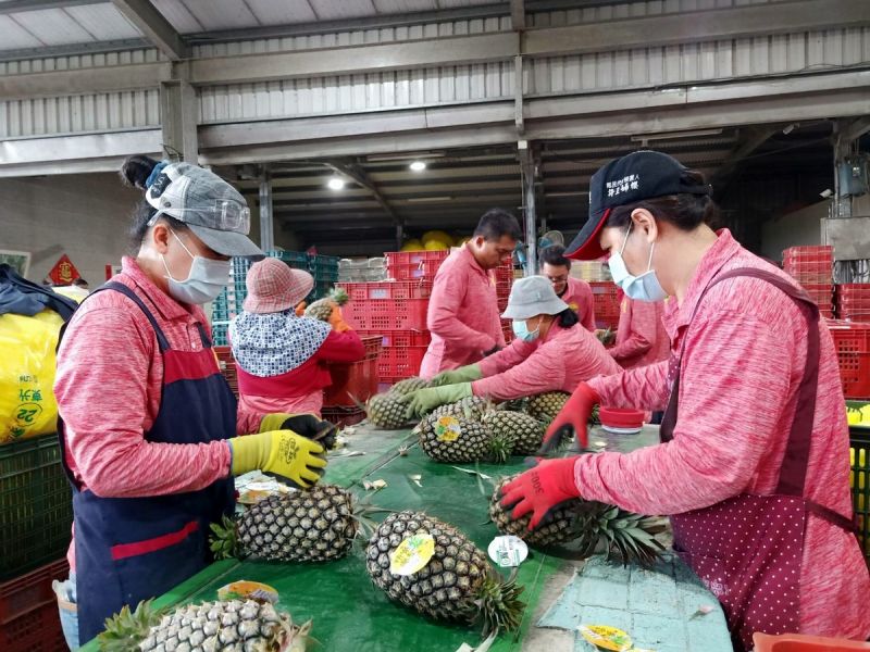 ▲今年屏東鳳梨外銷迄今6,717公噸,出口值達2.4億元,外銷出口國家地區為日本、香港、新加坡、加拿大等,持續拓展市場如澳洲等國家。(圖/屏東縣政府提供,