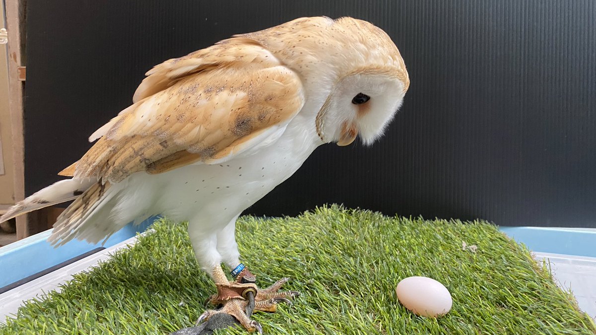 動物園弄錯性別 倉鴞下蛋後 懷疑鳥生 飼育員也嚇傻 新奇 Nownews今日新聞