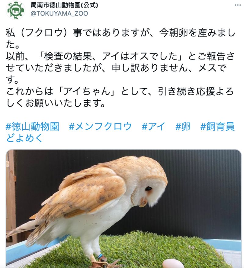 ▲日本徳山動物園承認弄錯了，小愛原來是女生啦。（圖／翻攝自@TOKUYAMA_ZOO的推特）