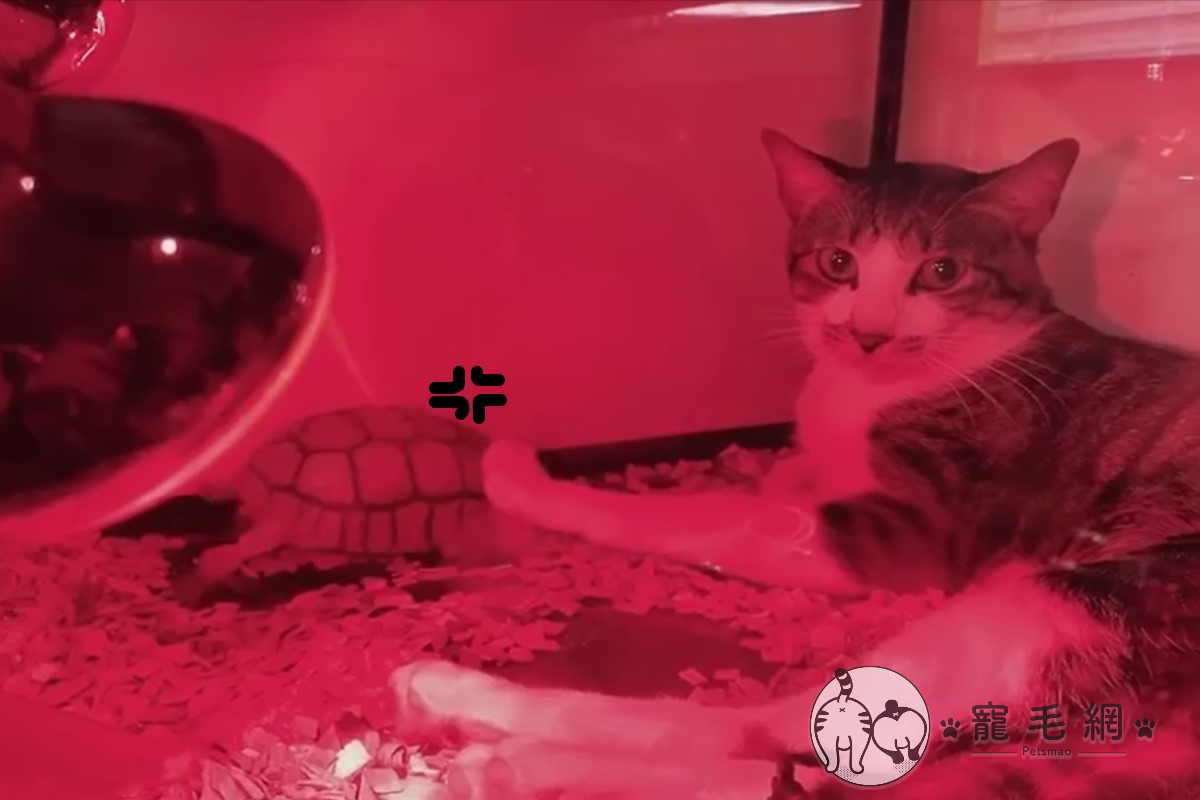 ▲網友家的貓咪「阿財」強佔蘇卡達龜「阿蘇」的家（圖／粉專不龜路授權提供）