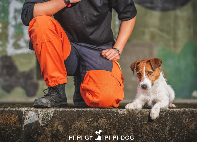 ▲體型較小的搜救犬浩克，藉由身形小的優勢，進入太魯閣殘骸的縫隙中協助搜索。（圖／新北市政府消防局提供）