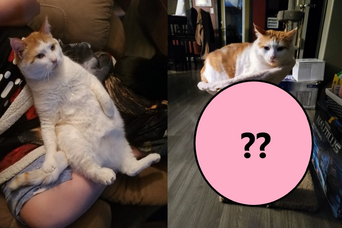 ▲加拿大一隻橘白貓日前因為一舉動逗笑許多網友（圖／FB ＠Bree Klassen）