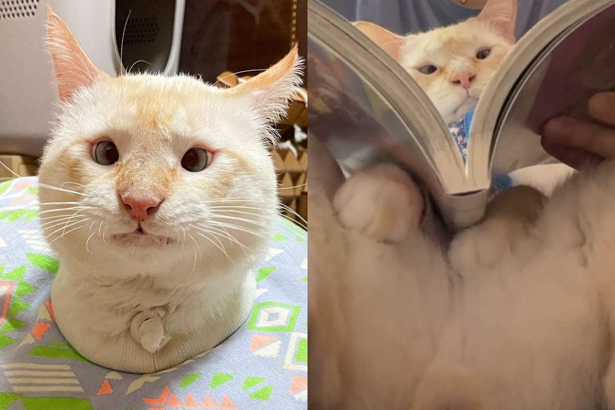 ▲貓咪躺在奴才懷中一起享受漫畫（圖／Instagram ＠dididodo_）