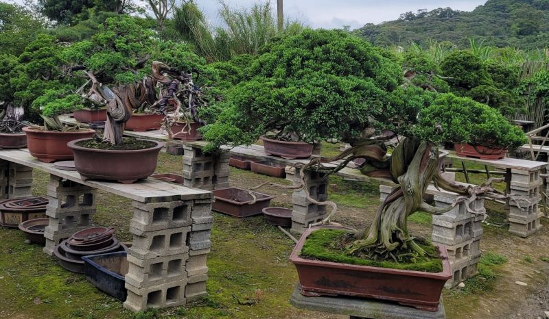 ▲有網友不小心害阿公生前留下的植物枯萎了,但植物的價值曝光後,讓他後悔不已。(圖/翻攝自《爆廢1公社》 )