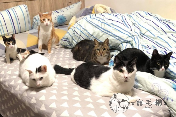 ▲網友廖先生養了六隻貓咪，其中有一隻貓長相相當特別（圖／網友廖先生授權提供）