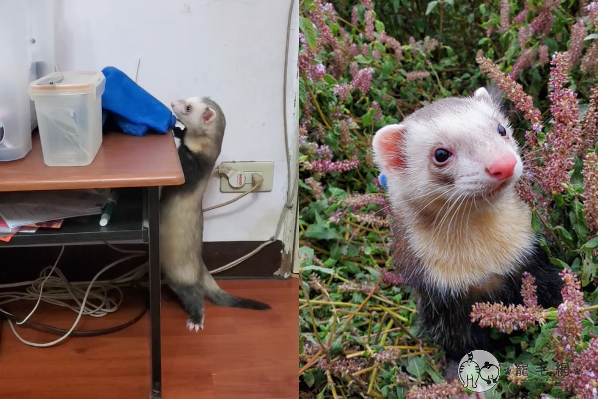 ▲網友家的雪貂竟拿抹布努力擦地板，動作熟練儼然是「家政婦」！（圖／網友Jing Ting Chen授權）