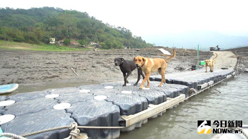 ▲島上居民飼養的狗，聽得懂自己主人的引擎聲，船位靠岸就先跳上浮筒來迎接。（圖／記者李春台攝，2021.04.02）