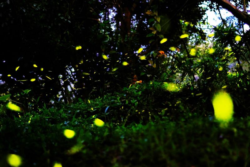 ▲台中大坑山區生態資源豐富，也是少有同時擁有螢蝶生態棲地的場域，入夜螢光點點美得讓人驚嘆。（圖／觀旅局提供）