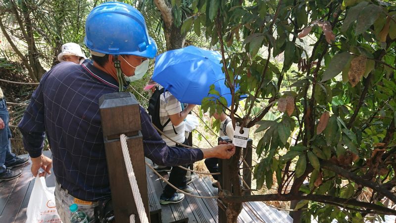 防治荔枝椿象　中市施放6萬隻平腹小蜂蟲卵防治
