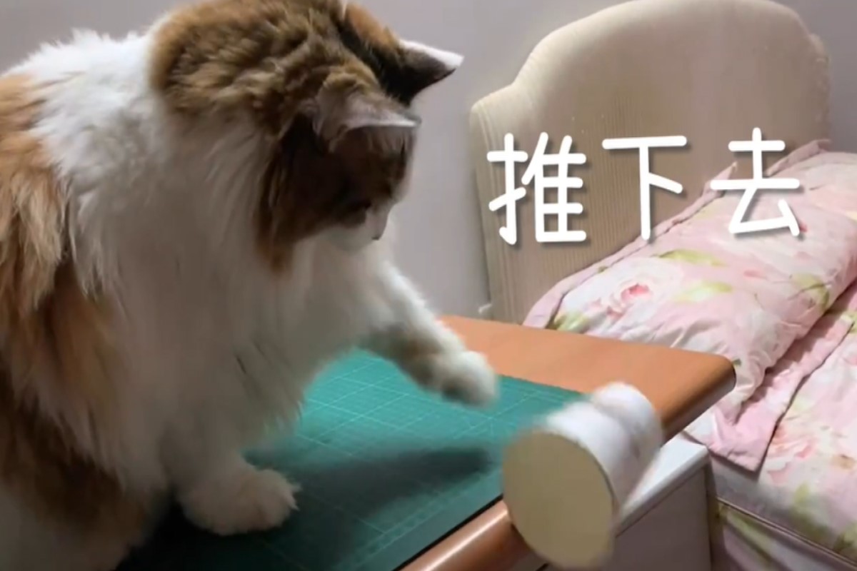 ▲貓咪只要看見桌上有東西就想推下桌！（圖／Youtube＠貓與香菜）