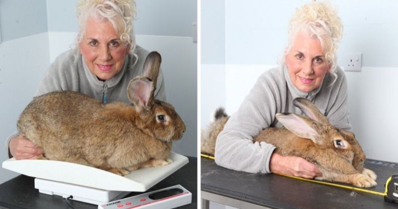 打破金氏紀錄巨型兔遭竊　飼主懸賞四萬元盼歸還寵物