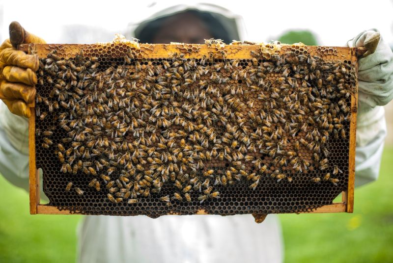 信義區公寓樓頂養蜂！鄰居驚「大開眼界」　網曝世界趨勢
