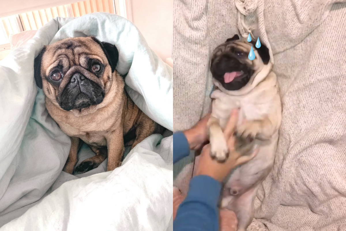 ▲巴哥犬被搔癢癢，左閃右躲好委屈！（圖／Instagram＠ thatpugbrucey）