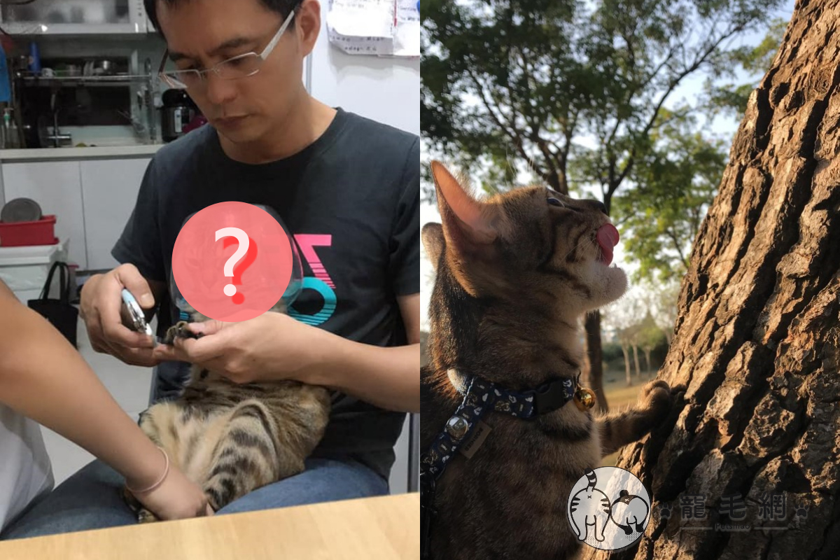 ▲奴才將貓套成「太空人」後剪指甲成功！（圖／網友吳銘惠授權提供）