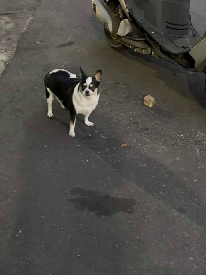 ▲警方呼籲民眾帶毛小孩外出時，請做好安全措施，以防各種意外發生。(圖／警方提供2021.4.14)