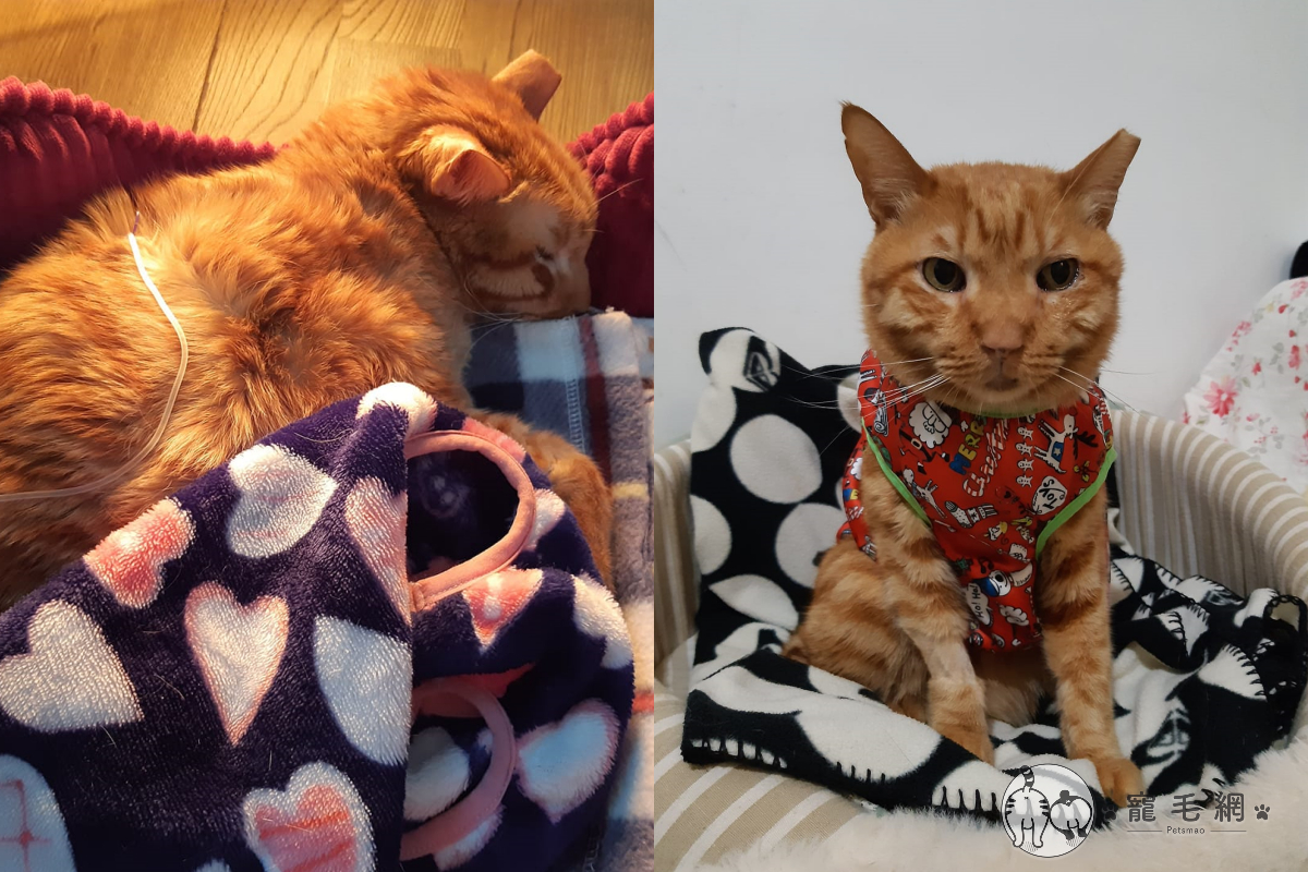 ▲一位貓中途餵養浪貓多年，某天卻驚見浪橘突然病倒。（圖／FB@暗咪喵）