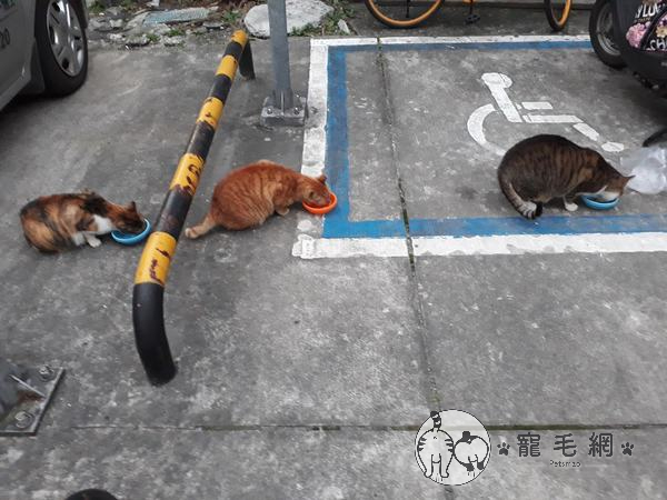 ▲暗咪喵餵養流浪在外的橘橘多年(中間橘貓)。(圖/FB@暗咪喵)