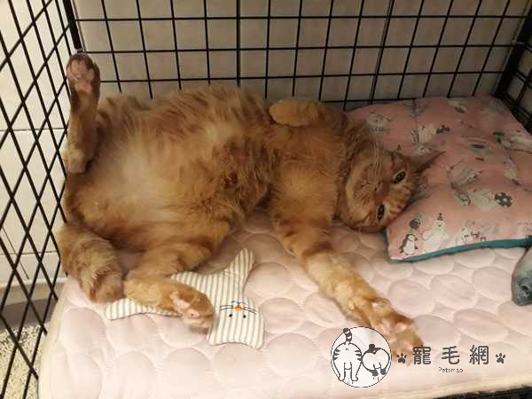 ▲橘橘在暗咪喵的日子漸漸恢復元氣,吃飽後腳腳打開耍廢。(圖/FB@暗咪喵)