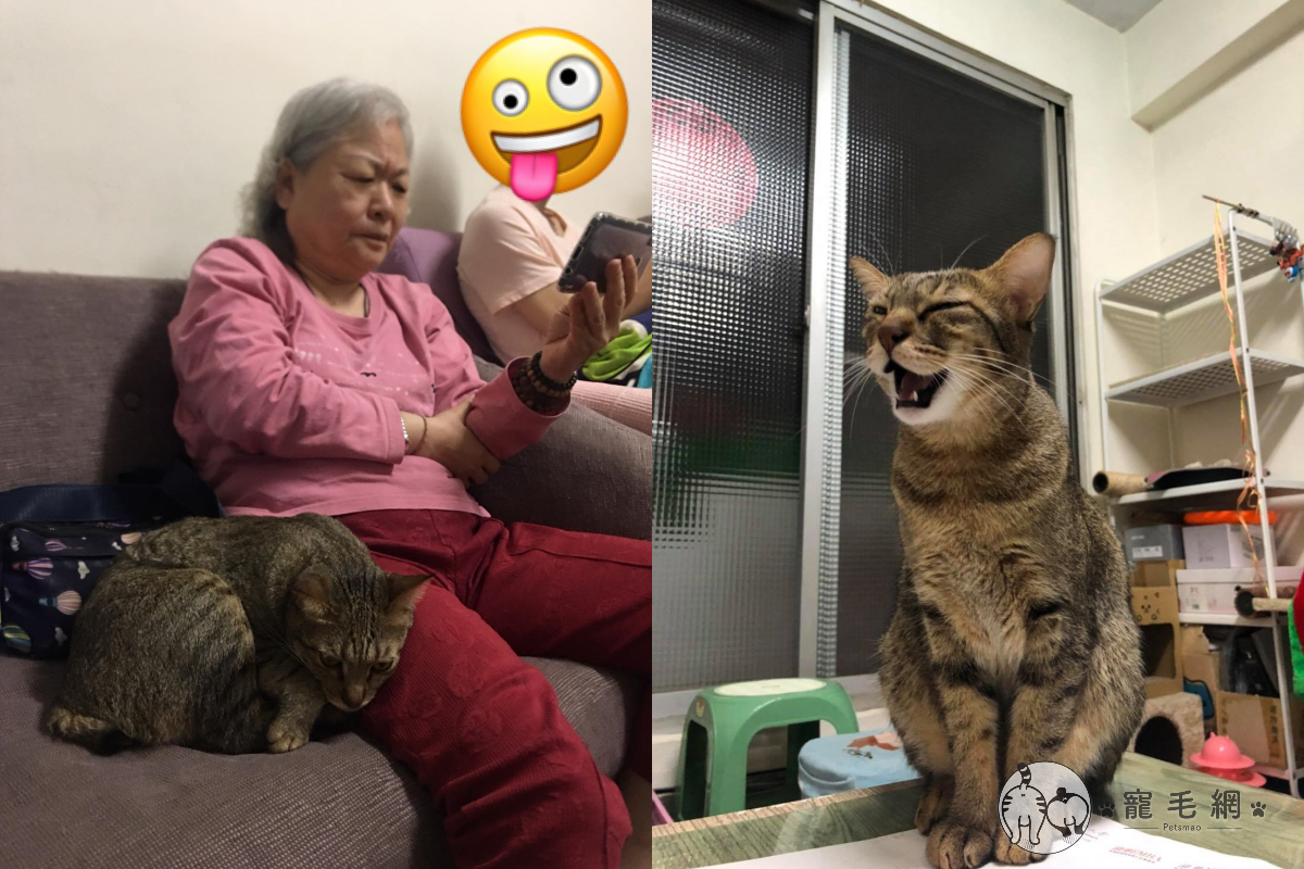 ▲貓咪一見到不愛貓的阿嬤就黏上去！（圖／網友Flora Yu授權提供）