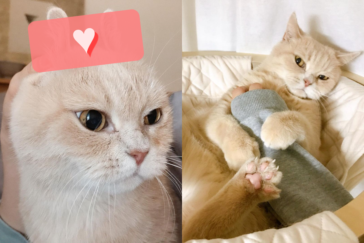 ▲貓被奴才「一秒變兔子」，表情看起來相當不悅！（圖／Instagram＠ mynimo）