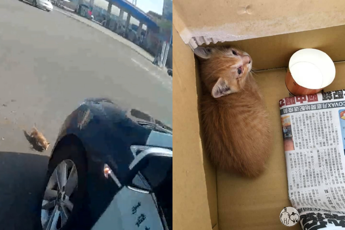 ▲孫姓員警開車巡邏中，驚見馬路有小貓！（圖／高雄市政府警察局與湖街派出所授權提供）