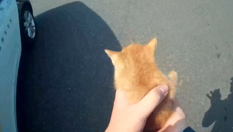 ▲孫郁勛員警小心翼翼把貓抱起!(圖/高雄市政府警察局與湖街派出所授權提供)