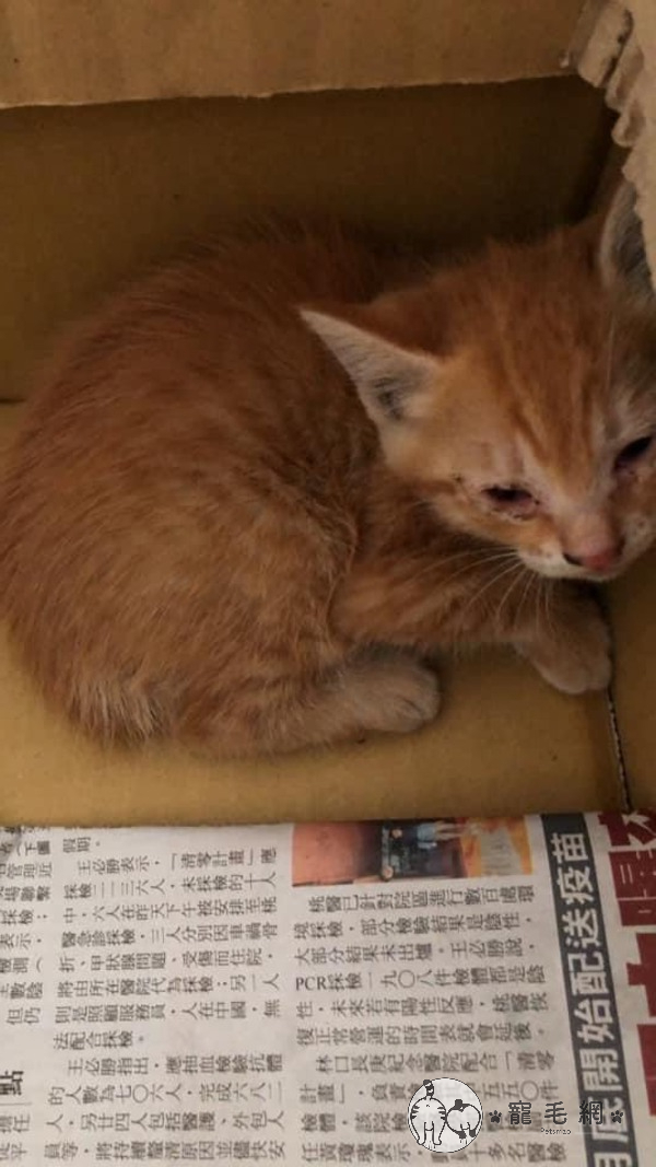 ▲小貓當天就幸運找到家了!(圖/高雄市政府警察局與湖街派出所授權提供)
