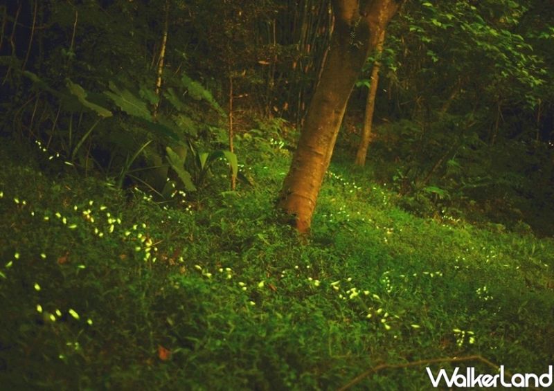 ▲只要沿著虎山生態步道賞螢沿途就有設有3處定點解說站,由專業解說員講解螢火蟲及溪流生態。