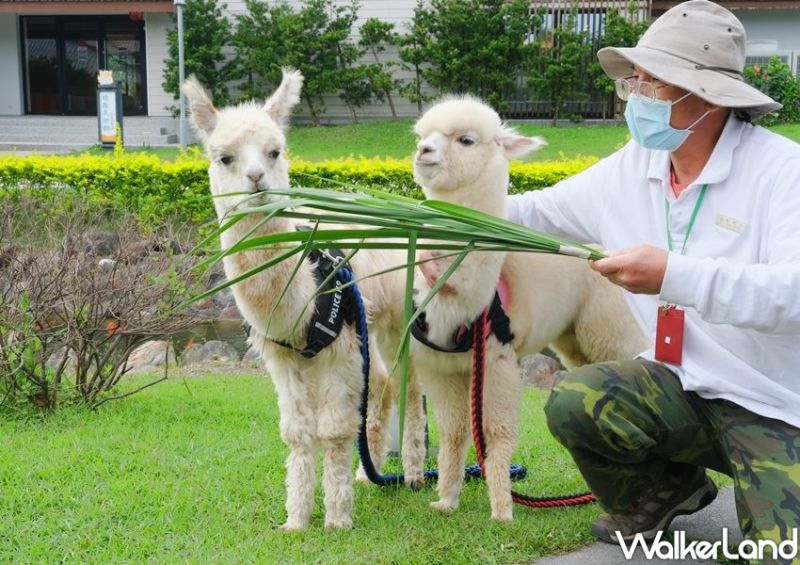 ▲目前已有兩隻四個月大的羊駝寶寶「可可、露露」在園區中亮相。(圖/Taipei