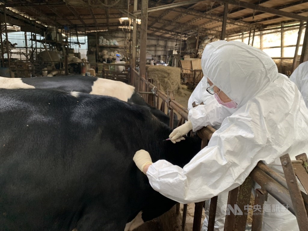 ▲農委會18日表示，已完成全台牛結節疹疫情調查，未發現新增案例牛場；此外，苗栗以北縣市已在3天內完成轄內牛場牛隻疫苗注射。（中央社檔案照片）