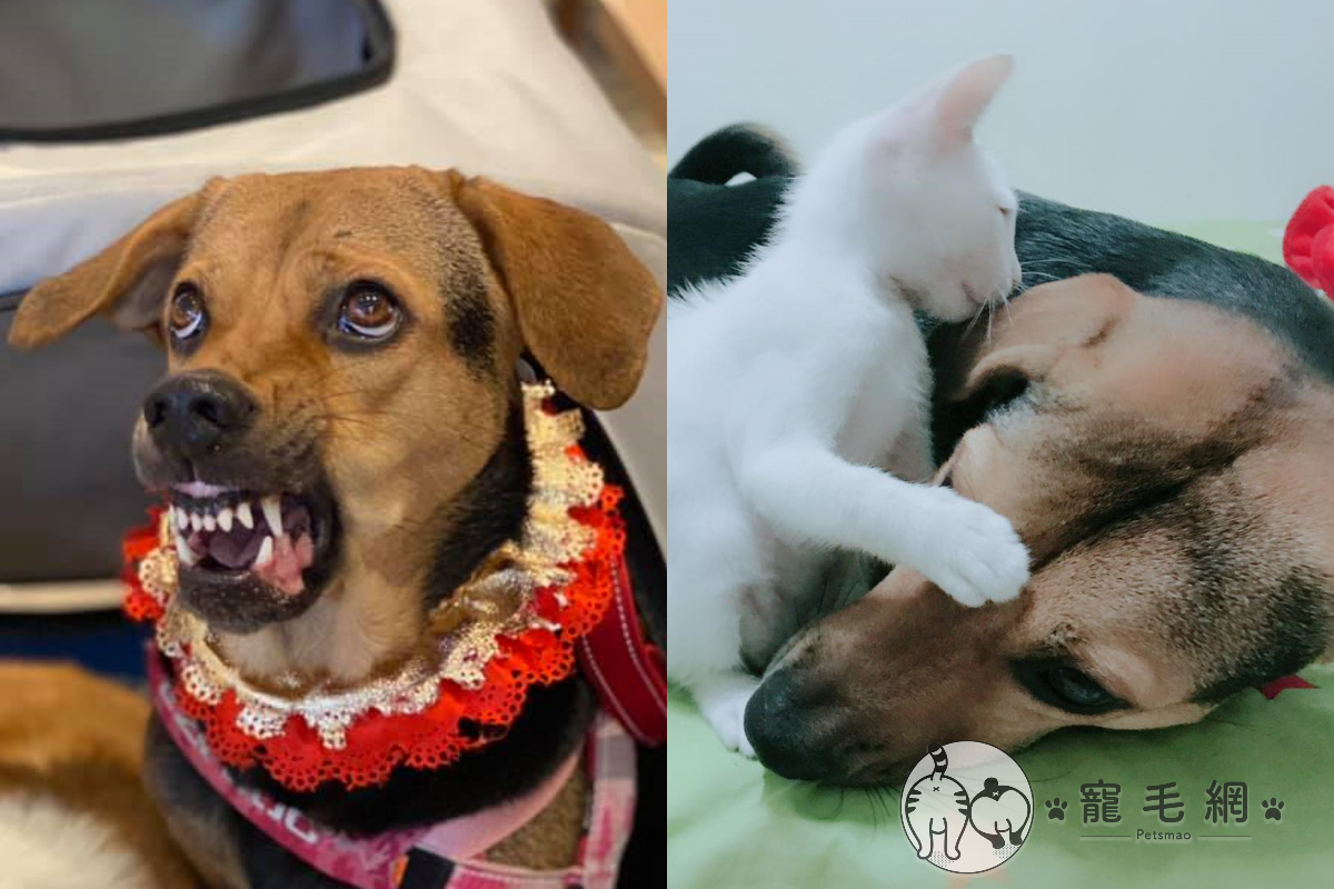 ▲訴說狗狗小時候故事，意外揭露多項罪狀！（圖／網友Caolly Wu授權提供）