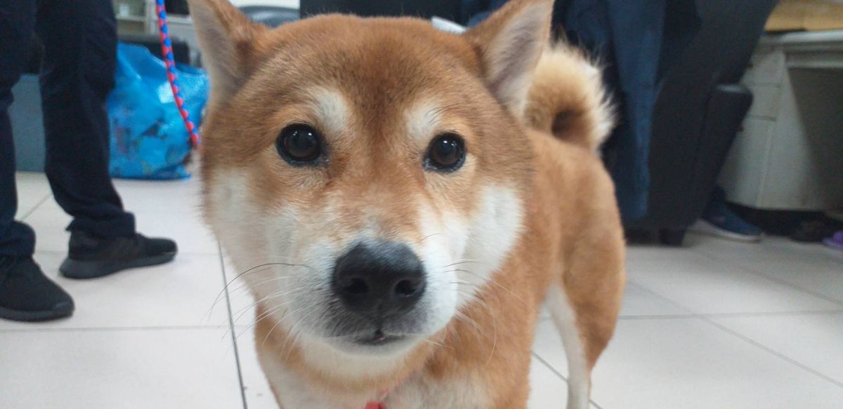 ▲這隻叫做「Lucky」的柴柴在桃園街頭迷路，幸運地遇到愛狗的員警，順利找到家人回到甜蜜的家。（圖／桃園分局提供）