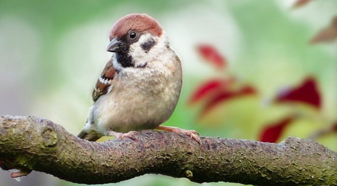 ▲一隻台灣麻雀跟隨載運進口糧食的船隻遠渡澳洲，結果引發當地愛鳥人士暴動。（示意圖/pixabay）