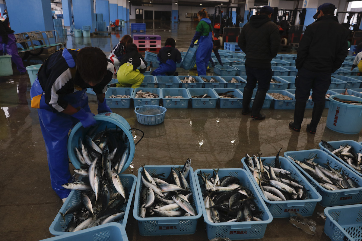 ▲由於福島海域捕獲的黑鮋被檢測出放射性物質超標，日本政府宣布禁止上市。（圖／美聯社／達志影像）