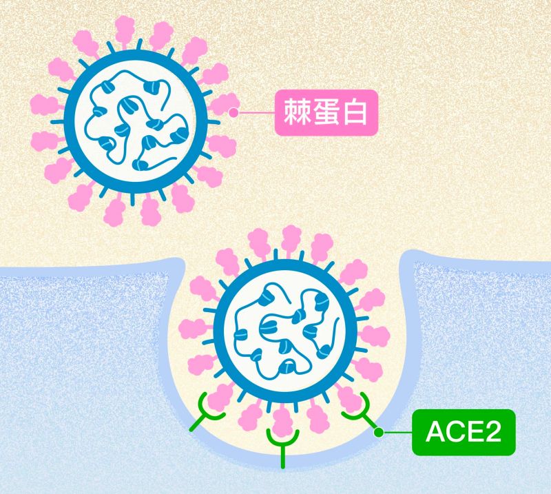 ▲新冠病毒表面突起的棘蛋白（粉紅色突起），會與人體細胞表面受體