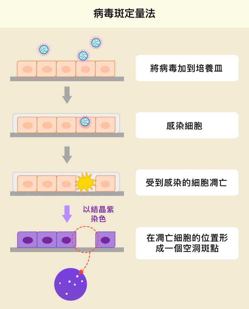 ▲從病毒斑的數量，參考原本稀釋的倍數，即可反推原本樣本中病毒的數量。（圖／林宜玲）