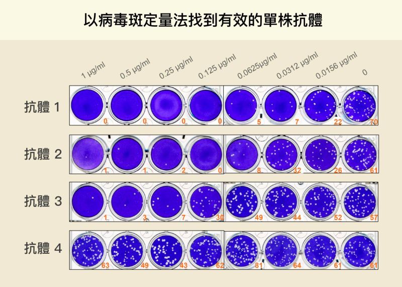 ▲每一行代表一種抗體的測試組，研究員在每個裝滿細胞的培養皿中，分別放入新冠病毒與稀釋後的抗體（上方橫軸為抗體濃度，越往右濃度越低），白點代表加入抗體後仍受到感染的細胞。從白點數量可知，第一種抗體中和新冠病毒的能力最好，細胞受到感染的機會最小。（圖／林宜玲）