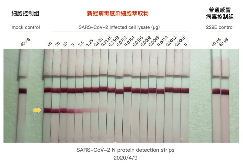 ▲本圖為楊安綏團隊開發的新冠病毒抗原檢驗試劑原型，林宜玲團隊提供受到新冠病毒感染的細胞萃取物進行測試，並提供普通感冒病毒感染的細胞萃取物作為控制組，以資對照。（圖／林宜玲）